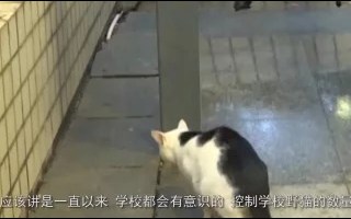 【校猫】专题&amp;【学】专题